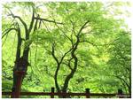 11218976_849264398460019_124268560722418295_n貴船神社.jpg