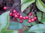 P1080053 (800x600).jpg