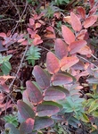 P1080064 (587x800).jpg