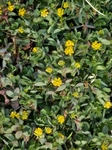 P3080086 (600x800).jpg