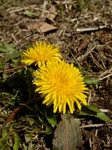 P3080088 (600x800)タンポポ(蒲公英).jpg