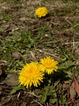 P3080091 (600x800).jpg