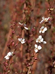 P3080105 (600x800).jpg