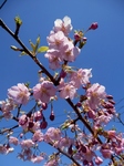 P3150106 (600x800).jpg