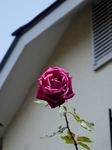 P3220011 (600x800).jpg