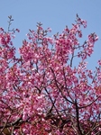 P3220014 (600x800).jpg