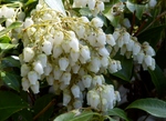 P3250031 (800x583).jpg