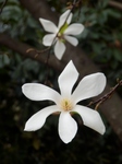 P3290085 (600x800).jpg