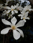 P3290089 (606x800).jpg