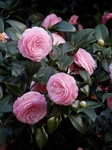 P3310044 (600x800).jpg
