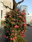 P3310055 (600x800).jpg