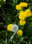 P4010051 (593x800).jpg