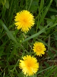 P4010055 (600x800).jpg