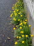 P4010058 (600x800).jpg