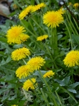 P4010060 (600x800).jpg