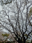 P4030319 (600x800).jpg