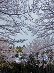 P4030322 (600x800).jpg