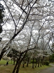 P4030352 (600x800).jpg
