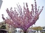 P4170001 (800x600).jpg
