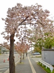 P4170021 (600x800).jpg