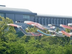 P5010114 (800x600).jpg