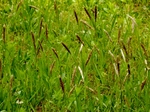P5040010 (800x600).jpg