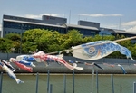 P5040132 (800x553).jpg