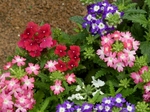 P5070044 (800x600).jpg