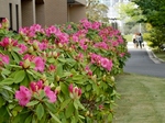 P5080031 (800x600).jpg