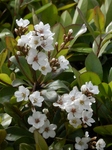 P5080084 (599x800).jpg