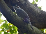 P5080123 (800x600).jpg