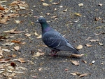 P5080172 (800x600).jpg