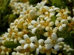 P5080215 (800x600).jpg