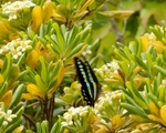 P5100059 (800x643).jpg