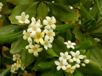 P5100061 (800x600).jpg