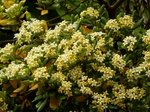 P5100065 (800x600).jpg