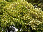 P5100066 (800x592).jpg