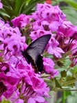 P5100522 (601x800).jpg