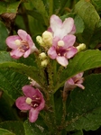 P5150015 (600x800).jpg