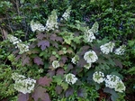 P5300010_01 (800x600).jpg