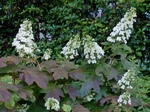 P5300011_01 (800x600).jpg