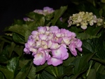 P6020046_01 (800x600).jpg