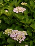 P6030015 (600x800).jpg