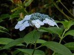 P6030023 (800x600).jpg