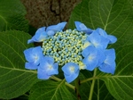 P6040023 (800x600).jpg