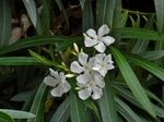P6060007 (800x600).jpg