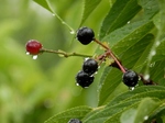 P6060035 (800x600).jpg