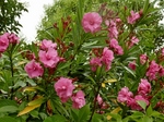 P6060052 (800x600).jpg