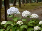 P6060282 (800x600).jpg