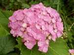 P6060327 (800x600).jpg